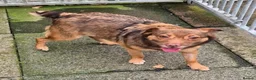 Mixed Breed dogs for adoption: Teddy - In Ayr looking for a home  - Advert 2