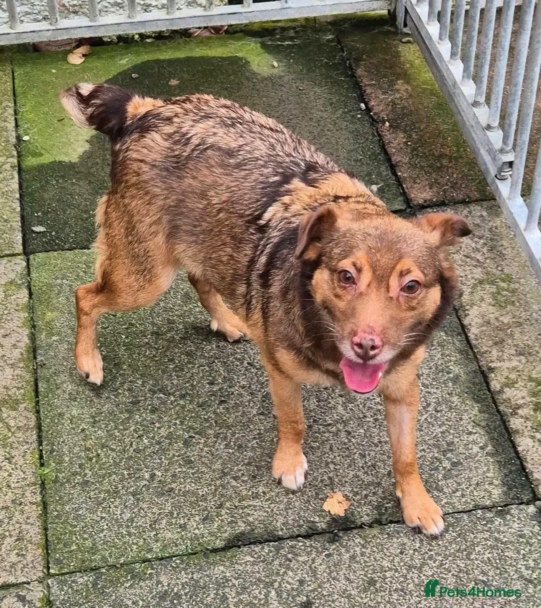 Mixed Breed dogs for adoption: Teddy - In Ayr looking for a home  - Advert 2