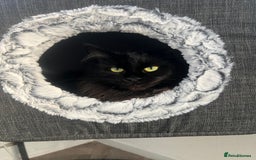 Maine Coon cats for sale: Maine coon girl  - Image 3