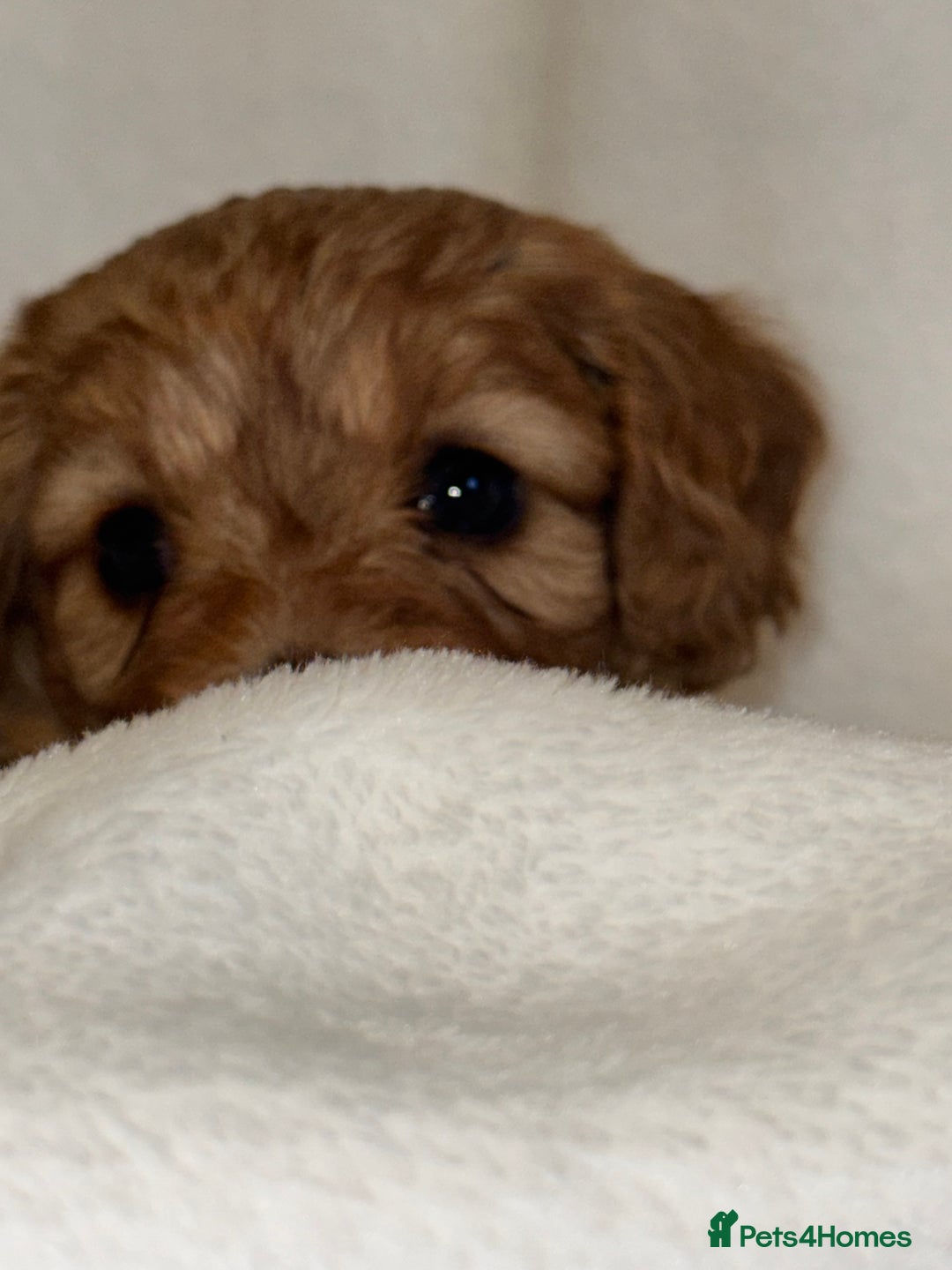 Cavapoo dogs for sale: 4 Gorgeous f1 Cavapoo’s. Parents health tested - Advert 22