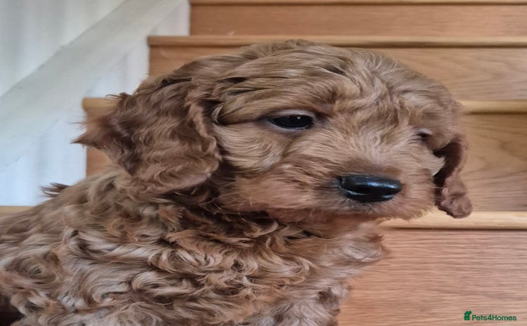 Mini Goldendoodle dogs - Advert 2