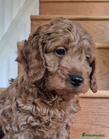 Mini Goldendoodle dogs - Advert 2