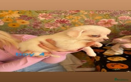 Chihuahua dogs for sale: Tiny chihuahua pups  - Image 4