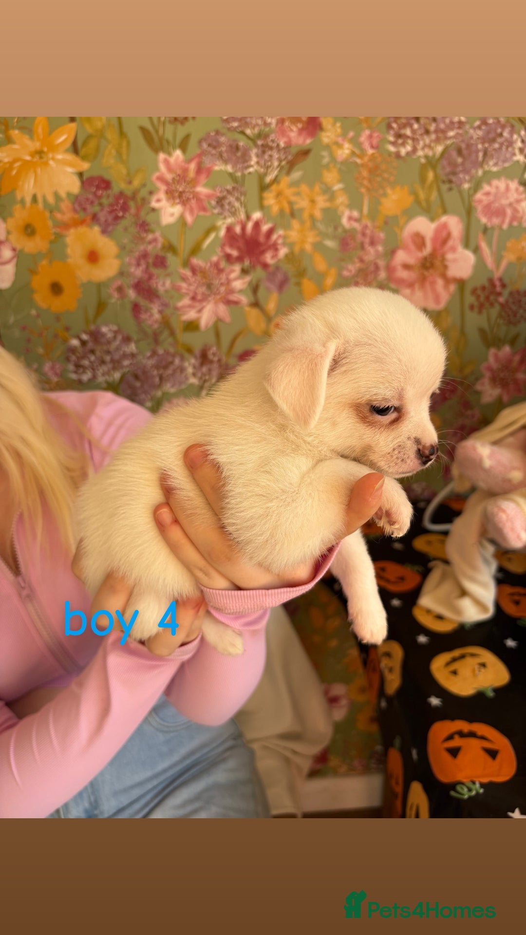 Chihuahua dogs for sale: Tiny chihuahua pups  - Image 4