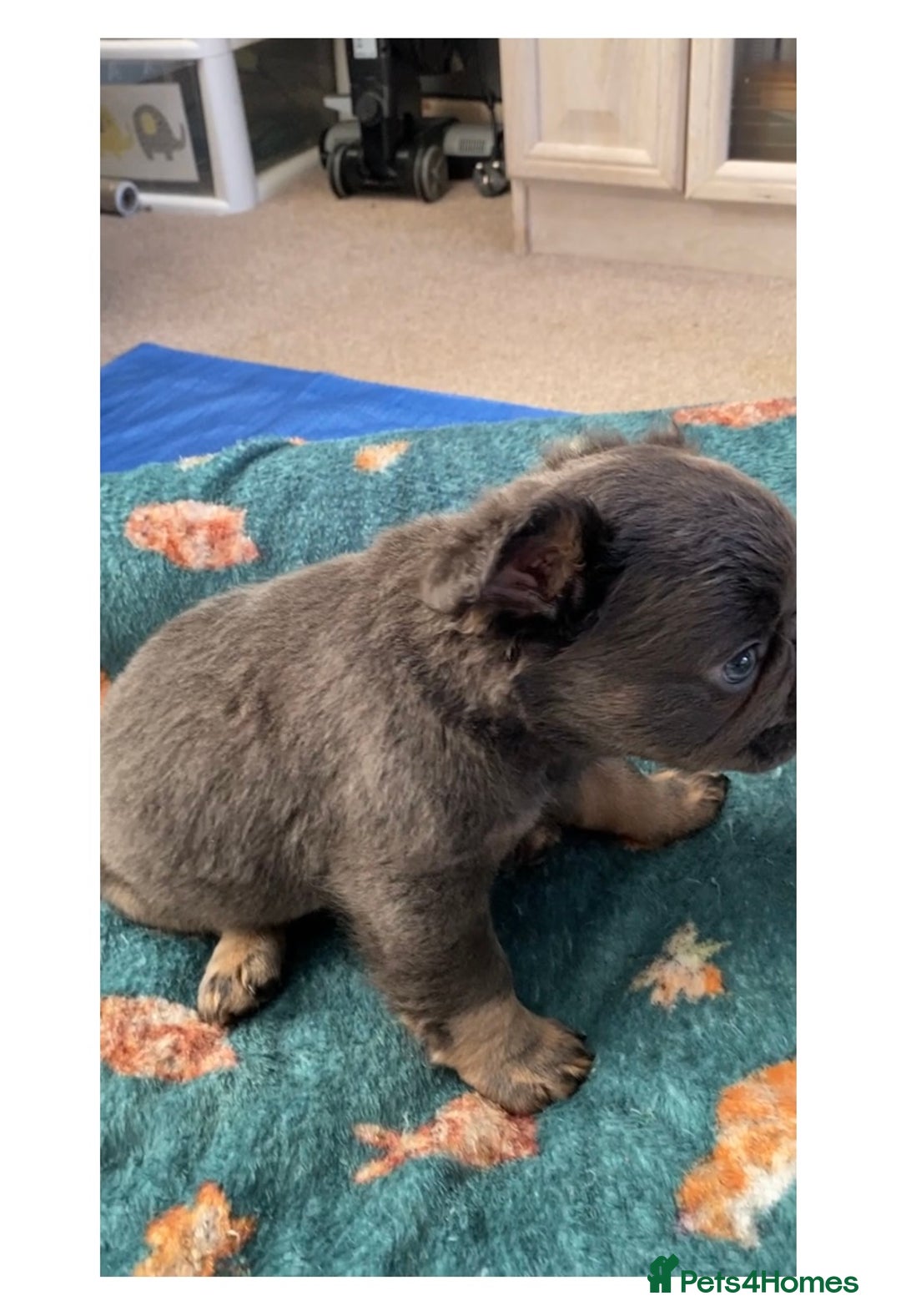 French Bulldog dogs for sale: French bulldogs puppy’s for sale - Advert 29