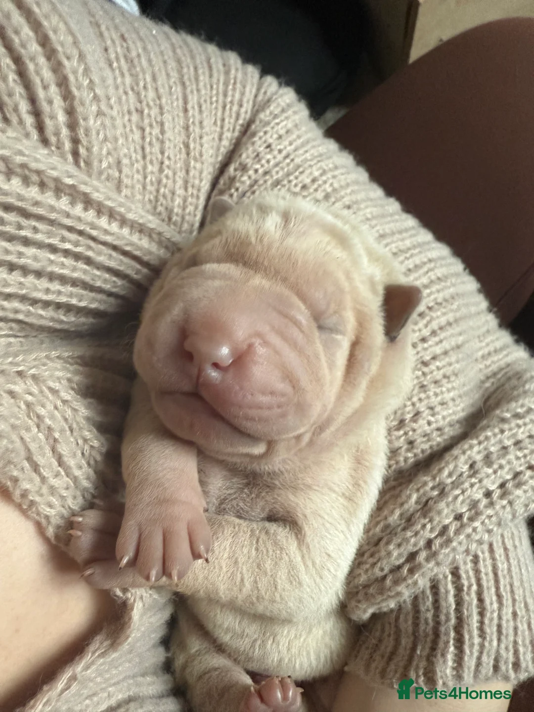 Shar Pei dogs for sale: Beautiful pure shar pei puppies - Advert 21
