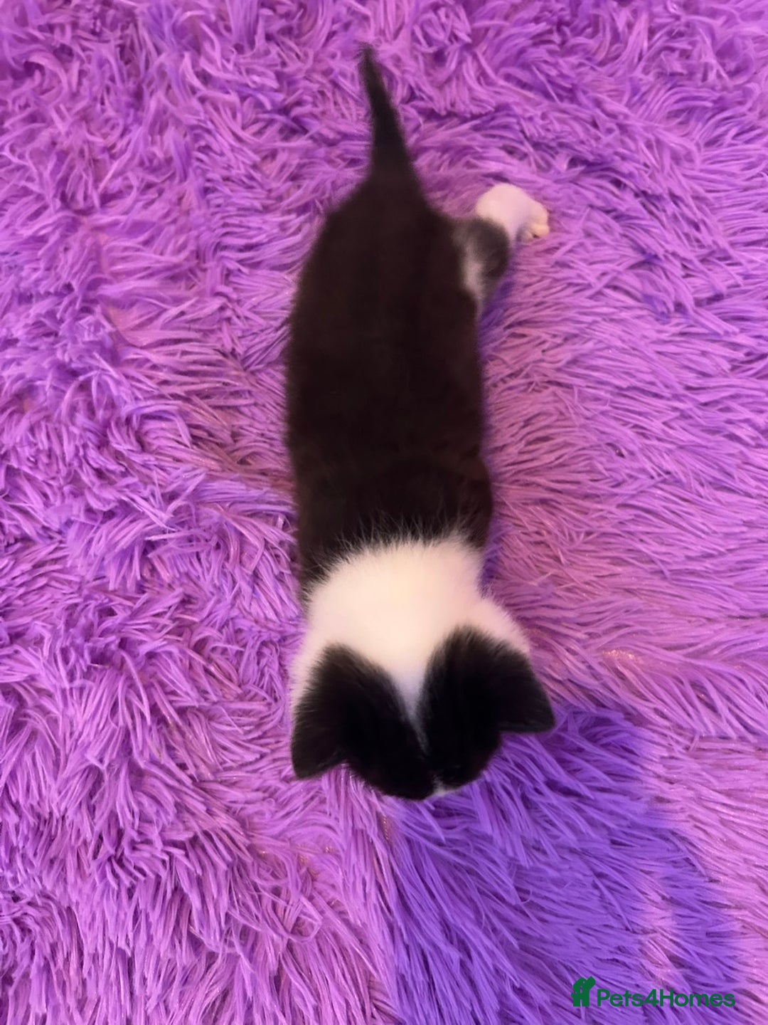 Mixed Breed cats for sale: Beautiful litter  - Advert 5