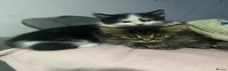 British Longhair cats for sale: 5 fluffy kittens - Advert 22