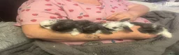 Mixed Breed rabbits for sale: Lop eared bunnies  - Advert 4
