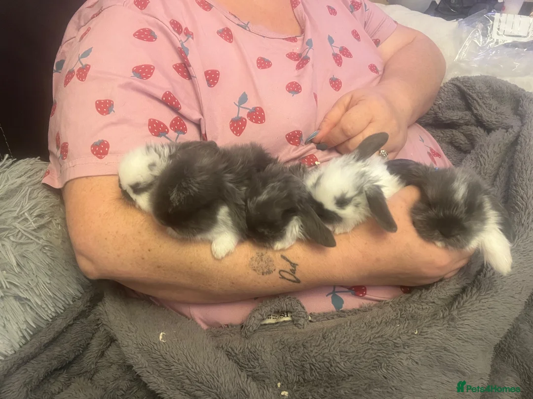 Mixed Breed rabbits for sale: Lop eared bunnies  - Advert 4