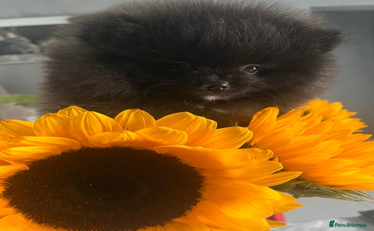 Pomeranian dogs - Advert 1
