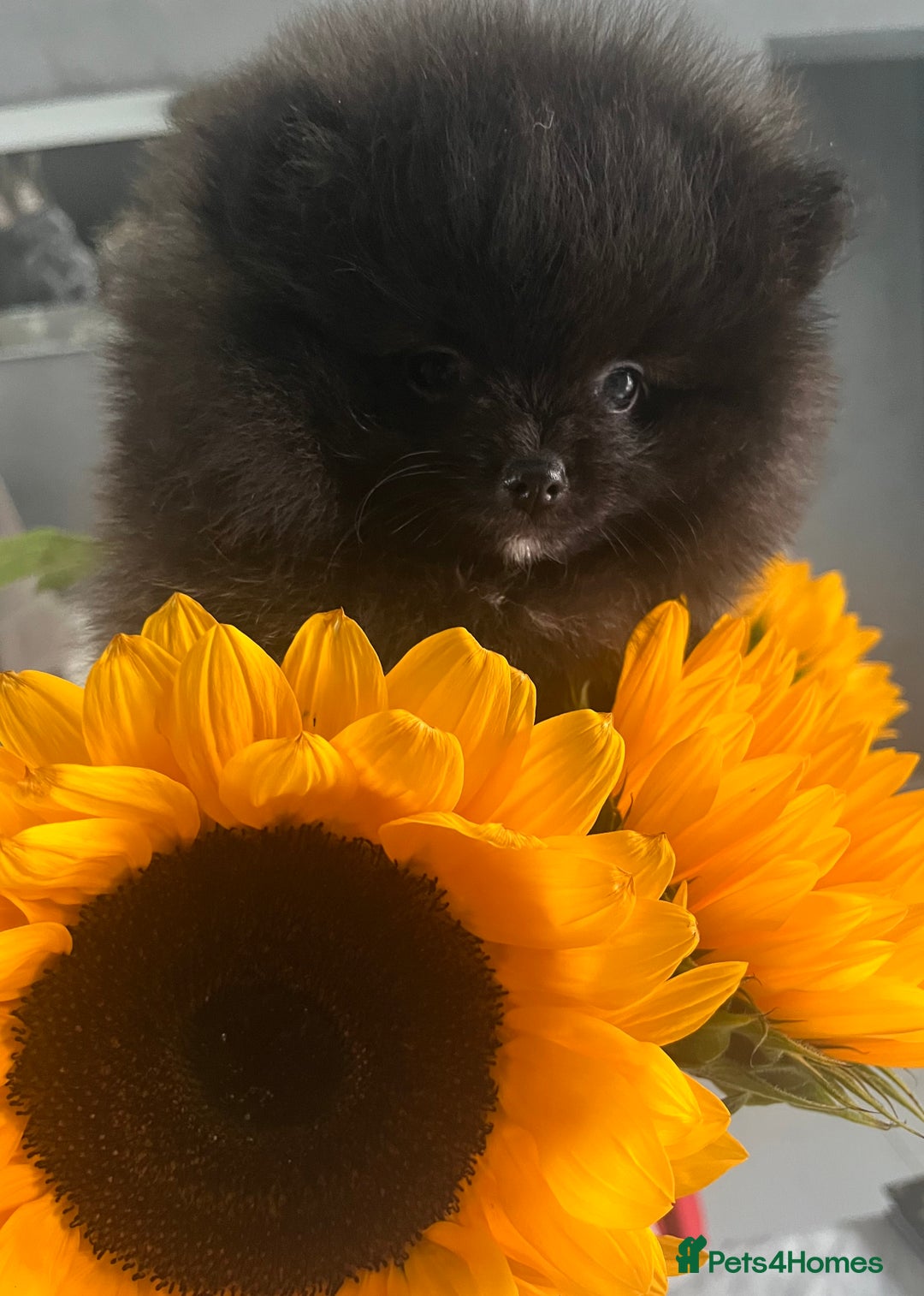 Pomeranian dogs for sale: Beautiful Pomeranians babies ready now! - Image 2