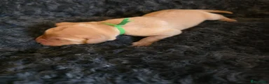 green male