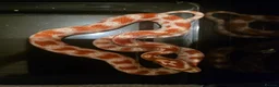 Snake reptiles for sale: 100% het scaleless cornsnake baby for sale  - Advert 2