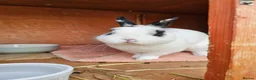 Netherland Dwarf rabbits for sale: Purebred Netherland Dwarf Doe - Advert 31