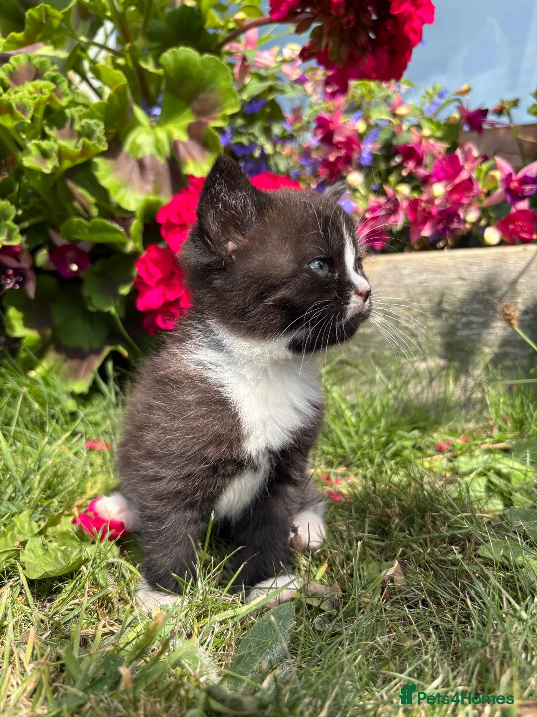 Exotic cats for sale: Exotic cross kitten  - Advert 11