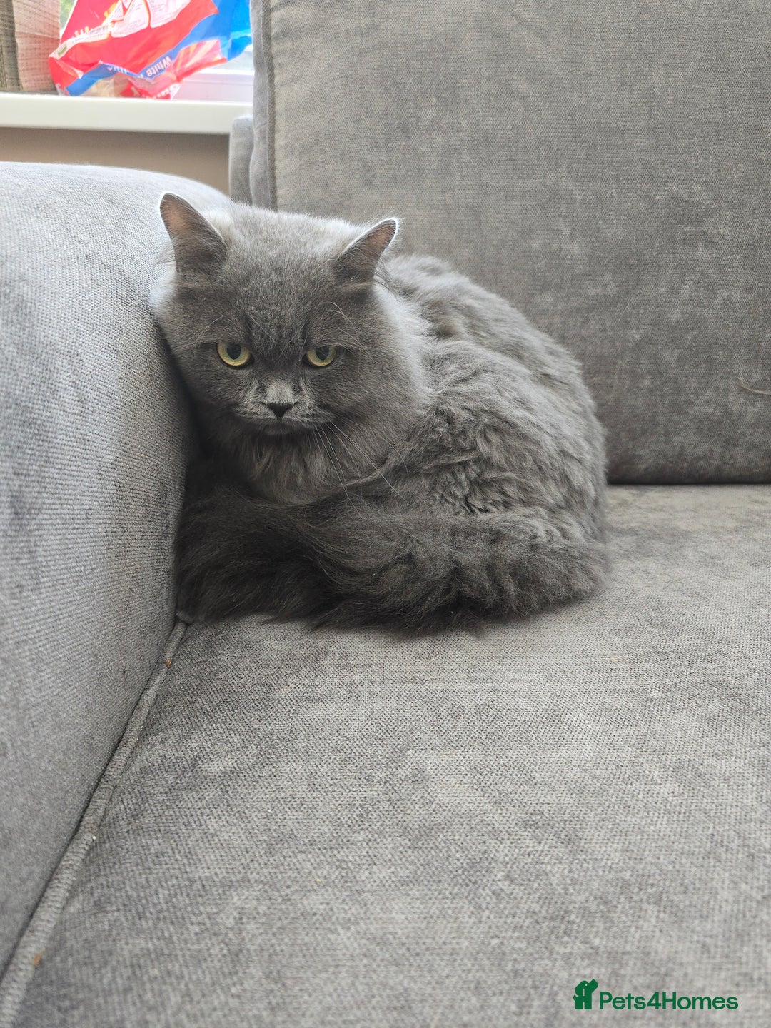 British Longhair cats for sale: Beautiful British Longhair Cat  - Advert 3