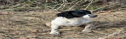 English Springer Spaniel dogs for sale: Full pedigree Springer spaniels  - Advert 8