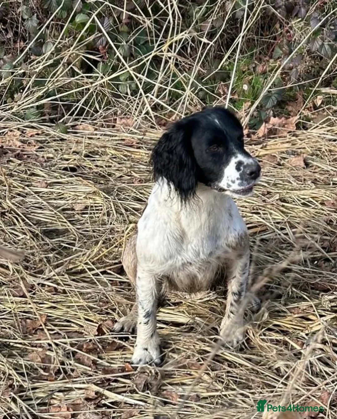 English Springer Spaniel dogs for sale: Full pedigree Springer spaniels  - Advert 8