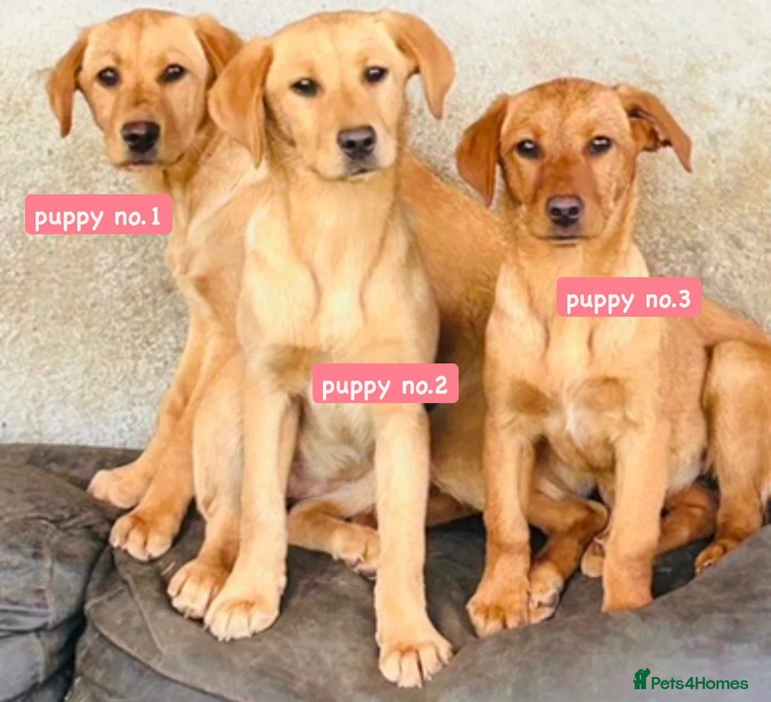 Labrador Retriever dogs for sale: THREE GORGEOUS LABRADORS READY TO GO NOW!! - Advert 1