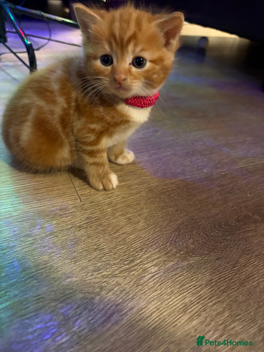 Mixed Breed cats for sale: Now Reserved Beautiful Ginger Male Kitten 4 weeks - Advert 10