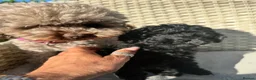 Toy Poodle dogs for sale: BEAUTIFUL KC REG BLACK TOY POODLE PUPPY GIRL  - Advert 3