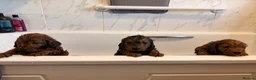 Cockapoo dogs for sale: F1 stunning cockapoos  - Advert 20