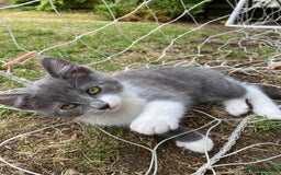 Mixed Breed cats for sale: beautiful kittens - Image 26