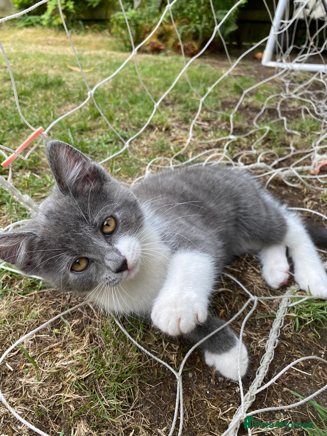 Mixed Breed cats for sale: beautiful kittens - Image 26