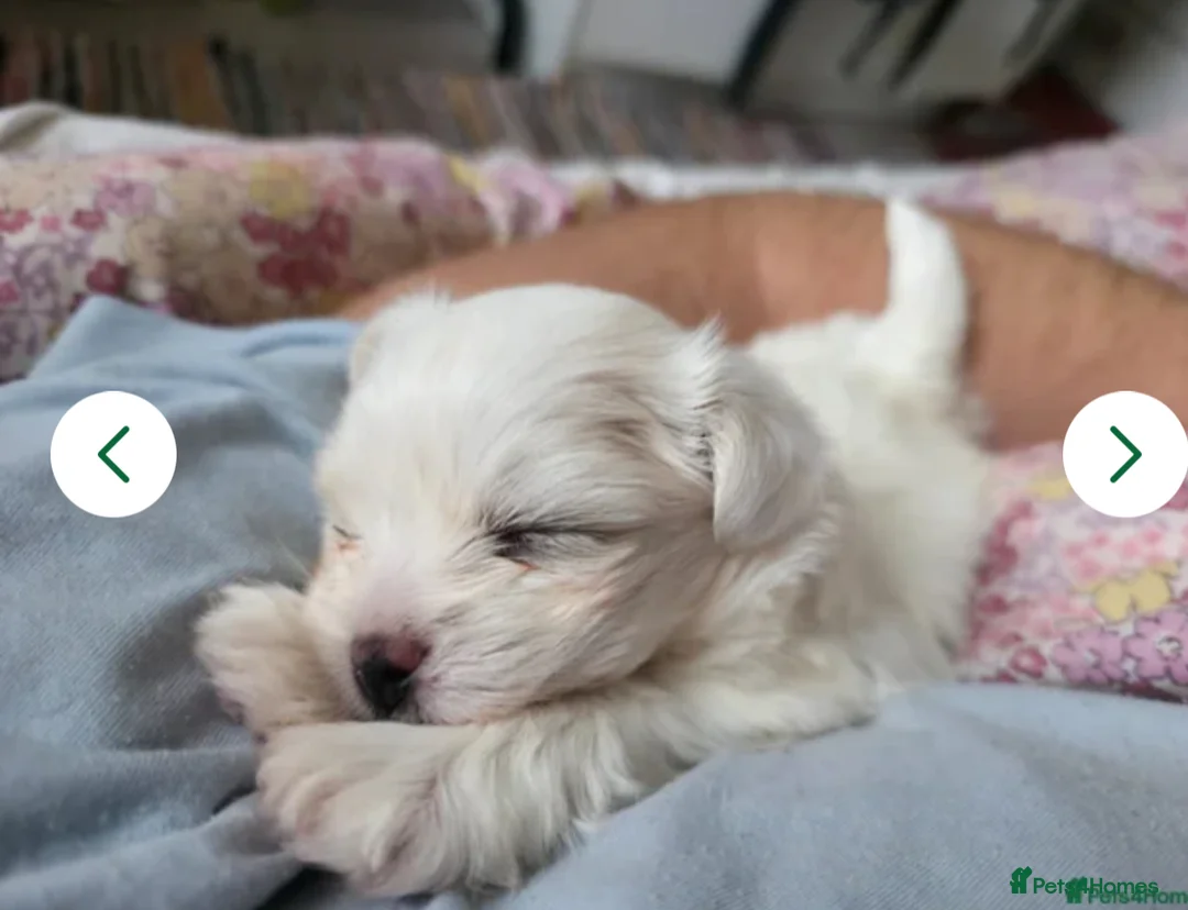 Maltese dogs for sale: Beautiful Maltese boy available for sale :) - Advert 1