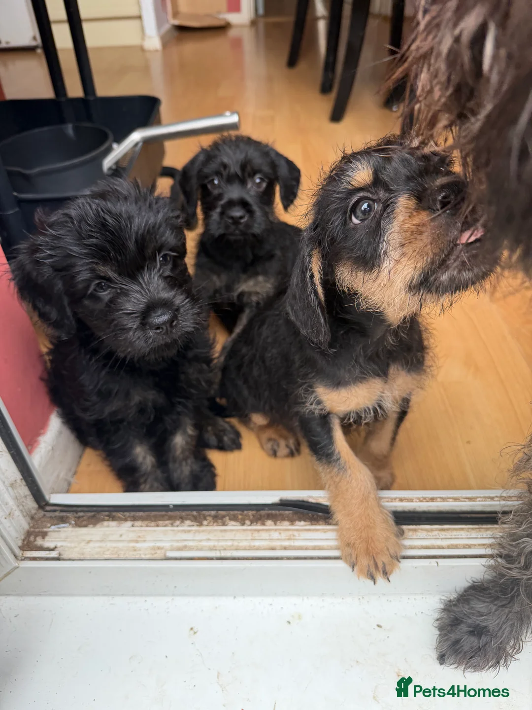 Mixed Breed dogs for sale: Fluffy frenchie doddles  - Advert 4