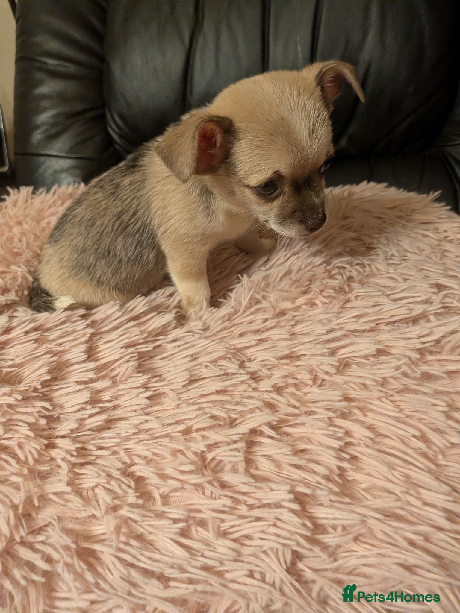 Chihuahua dogs Tiny Chihuahua for sale  - Advert 1