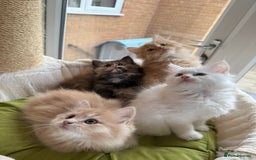 Ragdoll cats for sale: Beautiful pale ginger Ragdoll X Maine Coon boy - Image 6