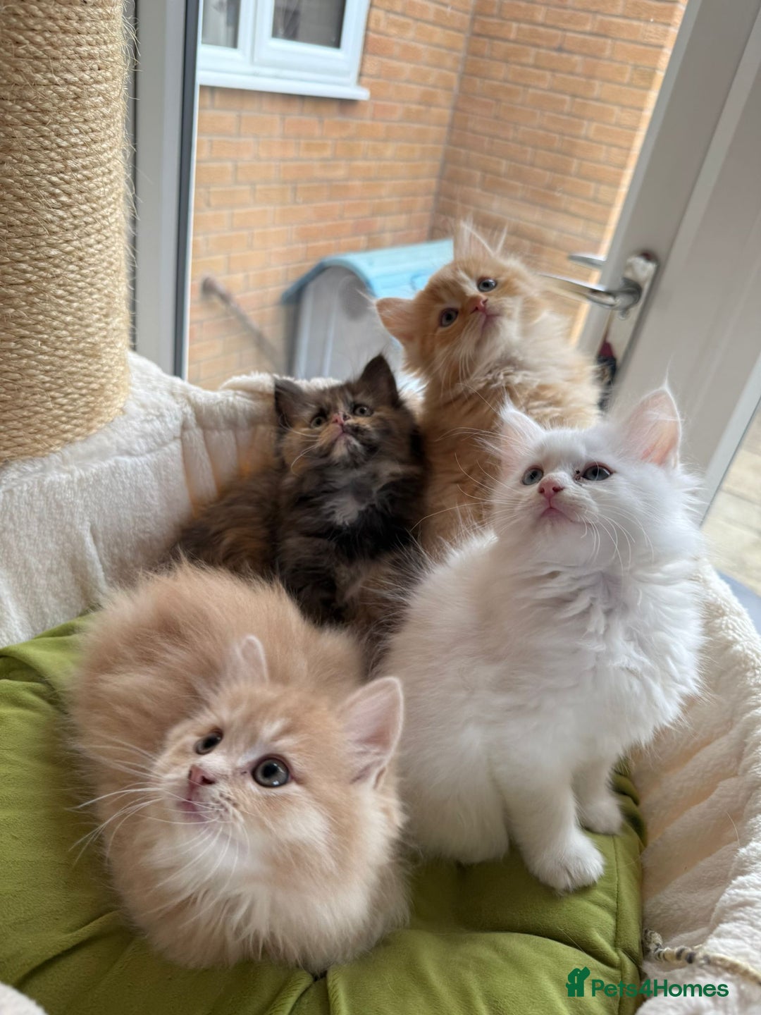 Ragdoll cats for sale: Beautiful pale ginger Ragdoll X Maine Coon boy - Image 6