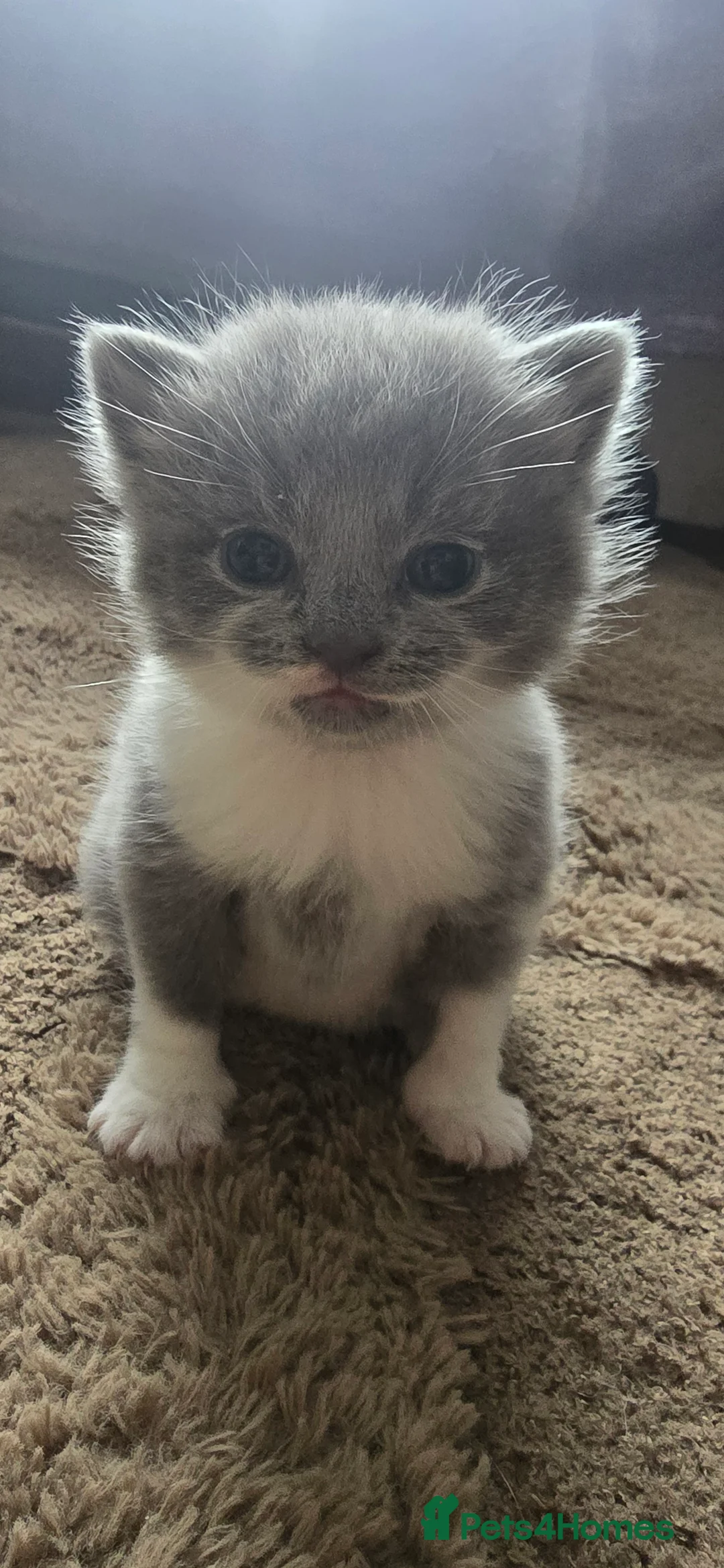 British Shorthair cats for sale: three little British Shorthair kittens - Advert 7