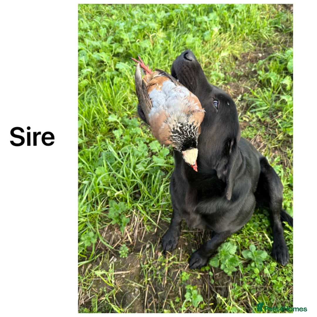 Labrador Retriever dogs for sale: Exceptional KC pups-health tested& excellent ped - Advert 16