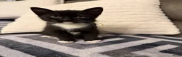 Mixed Breed cats for sale: Beautiful Kittens For Sale  - Advert 6