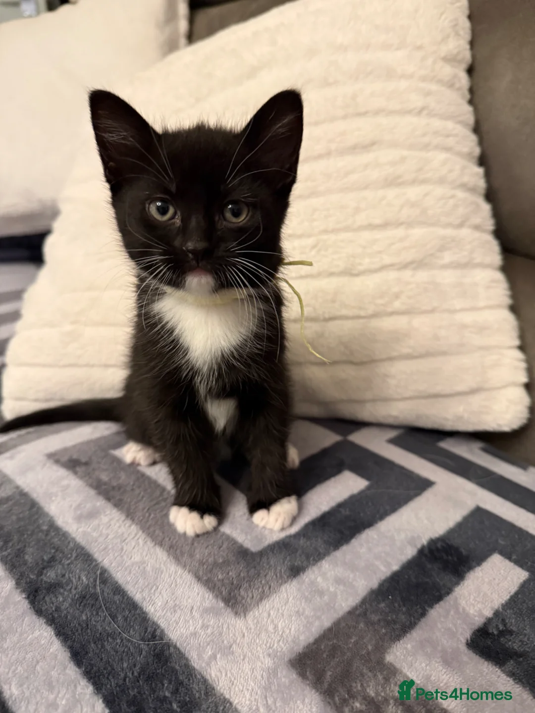 Mixed Breed cats for sale: Beautiful Kittens For Sale  - Advert 6