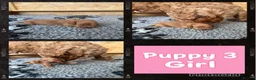 Cockapoo dogs for sale: Extensively Health Tested Parents, Beautiful Pups - Advert 3