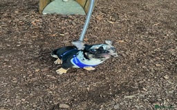 French Bulldog dogs for sale: Male French bulldog - Image 2