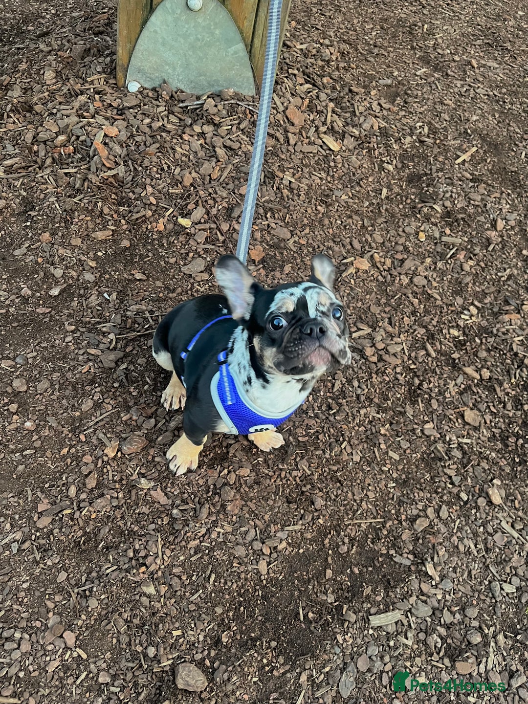 French Bulldog dogs for sale: Male French bulldog - Image 2