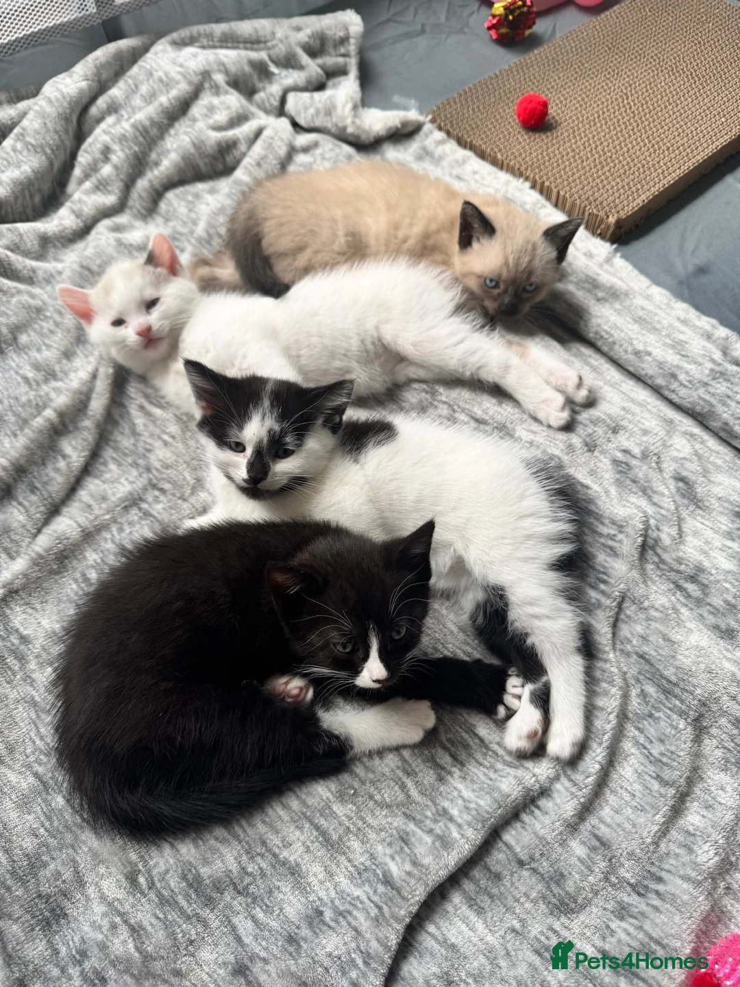 Mixed Breed cats for sale: Beautiful kitten  - Advert 2