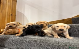 Labrador Retriever dogs for sale: Early Autumn Labrador Puppies - Image 4