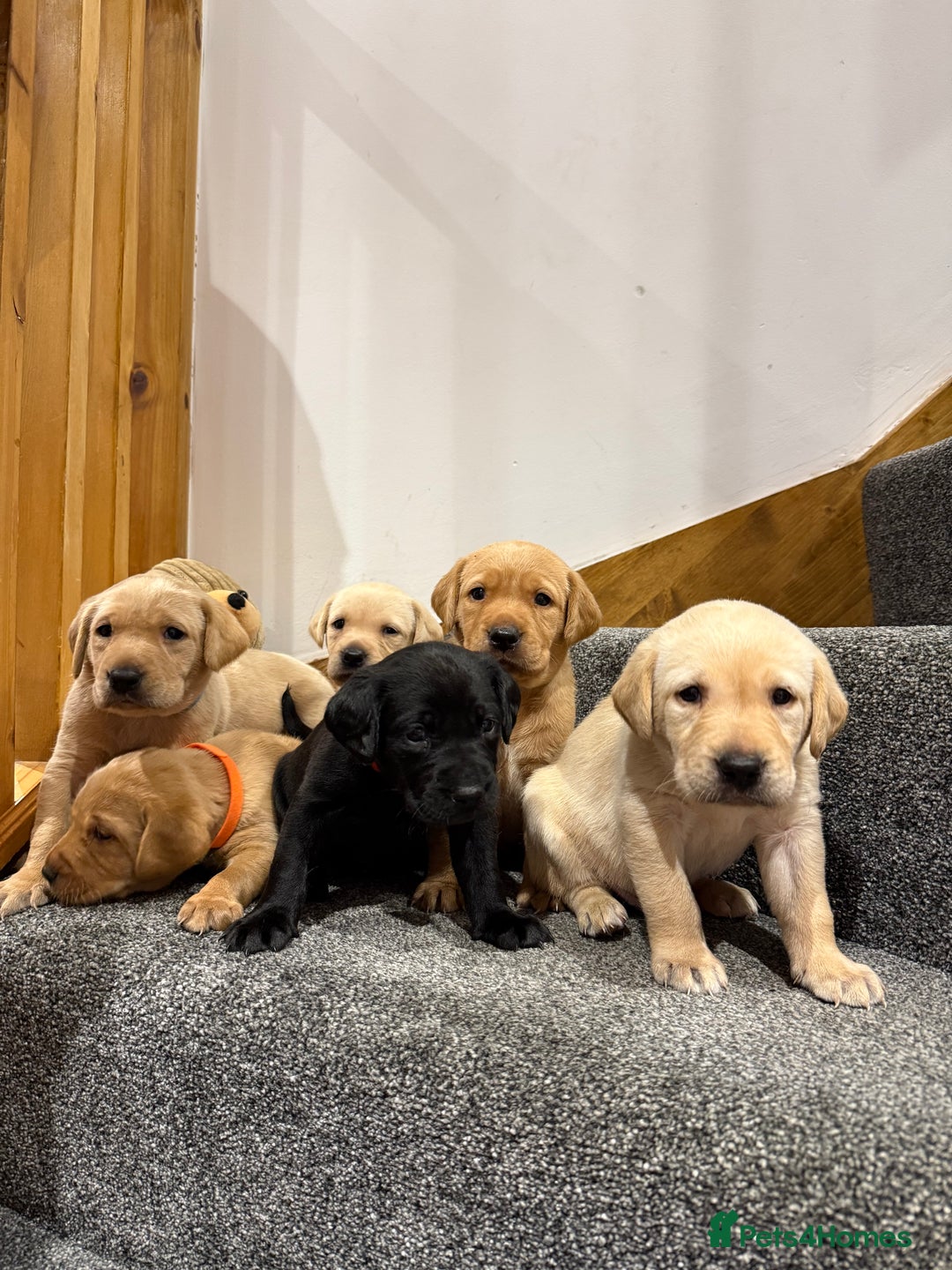 Labrador Retriever dogs for sale: Early Autumn Labrador Puppies - Image 4