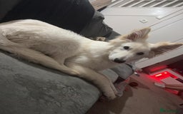 German Shepherd dogs for sale: ACE AND LUNA - Image 18