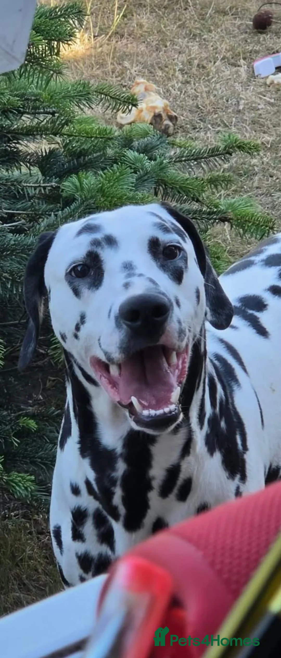 Dalmatian dogs for sale: Rehome dalmatian  in Nottingham - Advert 2