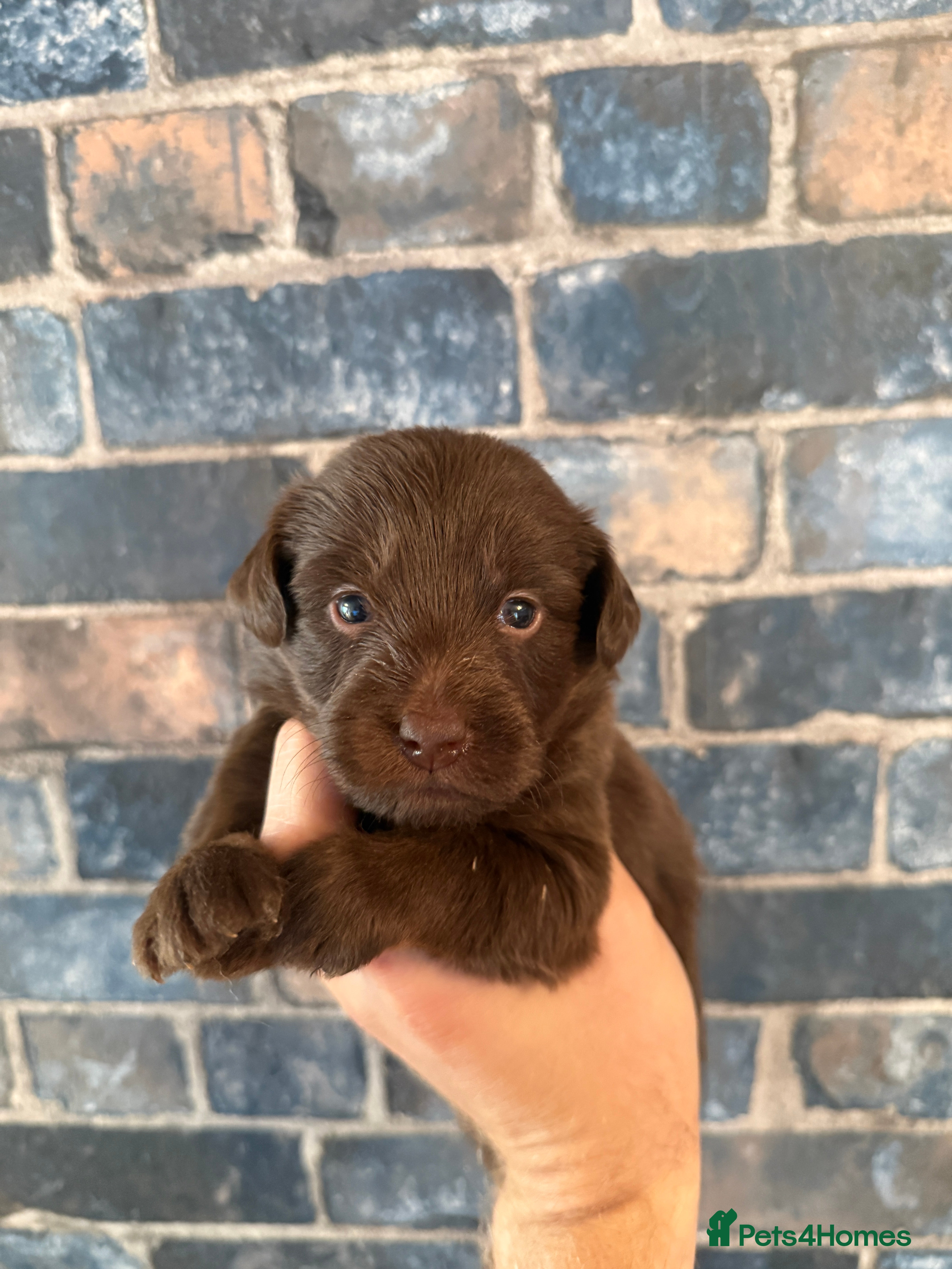 Labradoodle dogs 🐾 Rare Merle Labradoodles Ready This Summer! 🐾 - Advert 2