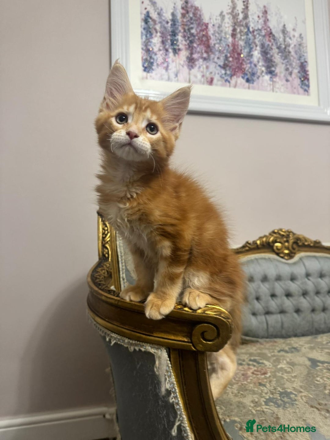 Maine Coon cats for sale: Maine Coon Kittens 🏆 20+ gen 🧬 pedigree 🎄🎄🎄 - Advert 26