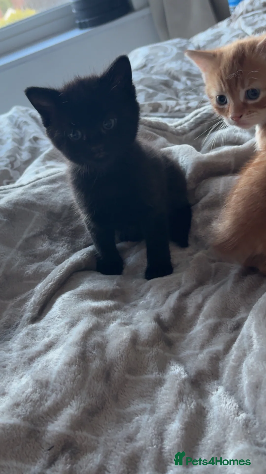 Mixed Breed cats for sale: Beautiful kittens looking for their forever home  - Advert 2