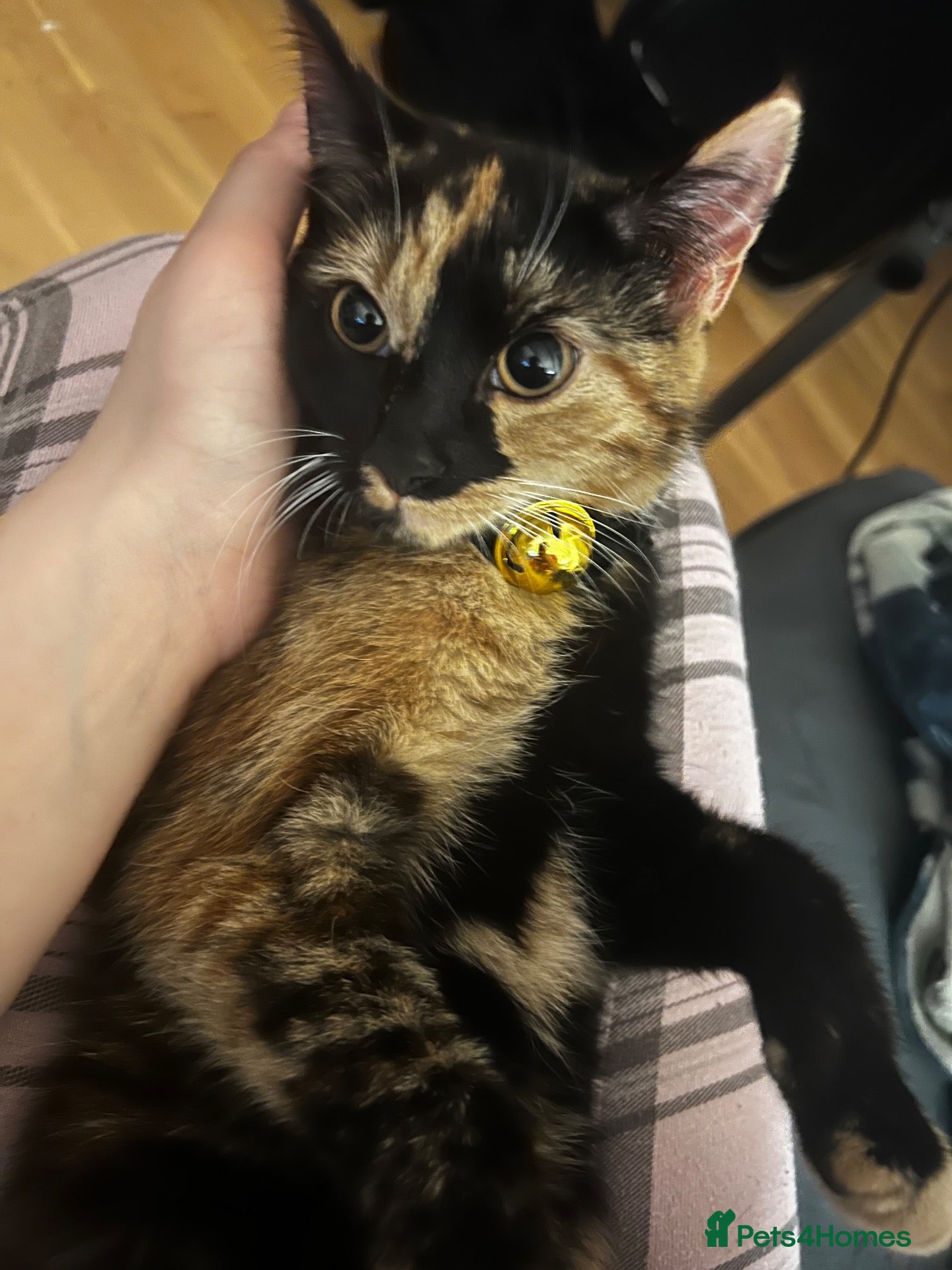 Mixed Breed cats Kittens 🐾💕 - Advert 1